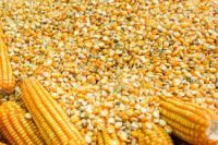 Yellow Maize