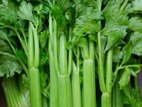 FRESH CELERY