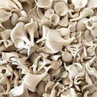 Dried Oyster Mushroom