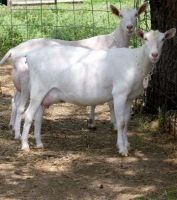 Saneen  goats