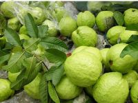 HIGH QUALITY GUAVA FROM VIET NAM