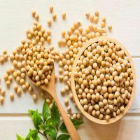 Soya Beans Seeds/Soja/Soyabeans/Organic Soybeans Meal