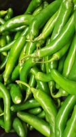 Long Green Chilli Pepper