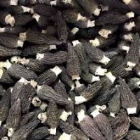 Yang du jun Chinese supplier dried morels morchella conica esculenta mushroom