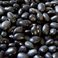 Black Soybean with yellow kernel