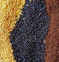 Mustard seeds