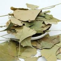 Dried Organic ginkgo biloba leaves and ginkgo leaf powder