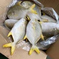 Premium Quality Seafood Frozen Golden Pomfret/Pompano Pomfret Fish Wholesale Price