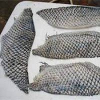 Frozen Dried Sea Fish Skin Crispy Tilapia Fish Skin