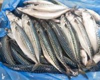 Frozen Atlantic Mackerel Fish