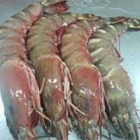 Frozen Black Tiger Shrimp Hot Selling Prawn Freshwater Shrimps Seafood Wholesale