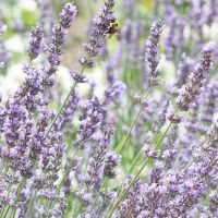 Bulgarian Lavender Oil