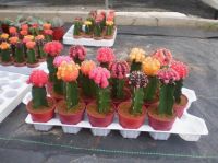 offer cactus