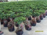 Sell Ficus retusa