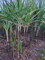 SUGAR CANE STICK NATURAL ROOT BEVERAGE HEALTH