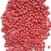 High quality Groundnuts/peanuts