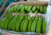 Green Premium Fresh Cavendish Bananas