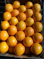 FRESH VALENCIA ORANGE CLASS I, Citrus, TANGERINE MANDARINE , GRAPE FRUIT, LEMON, SELL CITRUS EXPORT