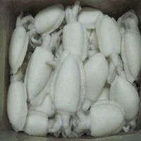 Cuttlefish for Sale / Buy and Sell Cuttlefish / Best Price Best Quality Cuttlefish for Sale