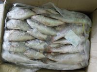 Frozen White Croakers (Genyonemus Lineatus) for sale