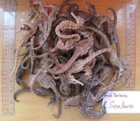 Dried Seahorse / Dried Sea Horse for Sale