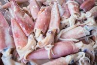 Squid/ Frozen Squid/ Buy and Sell Squid and Frozen Tilapia Fish and Fillet