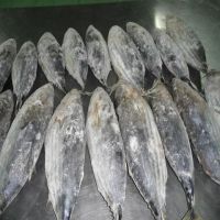 Frozen Whole Round Tuna Skipjack/Yellow Fin Tuna Fish Ready for Export