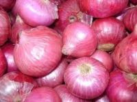 Fresh Onions for Sale