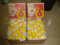 Wholesale High Quality Fresh Eureka Lemon Fresh Citrus Fruit for Sale