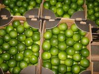 Green Lemon Fresh Citrus Fruit For Sale