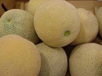 Fresh Musk Melon , HEALTHY FRESH SWEET HAMI MELON FOR SALE