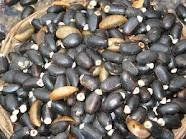 Jatropha Seeds For Sale