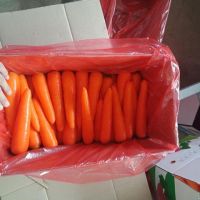 Fresh Carrots - Competitive and Good Quality