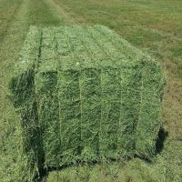 Animal Feeding Timothy or Alfalfa Hay in Bales for Sale for Wholesale/ Super Top Quality Alfafa Hay