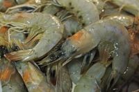 Fresh Black Tiger Shrimp HOSO Available