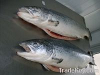 Sell Atlantic Salmon