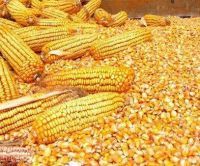 YELLOW CORN FOR ANIMAL FEED