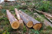 PINE TREE LOGS - PINE WOOD LOGS - ROUNDWOOD LOGS - CONTAINERS - PINUS