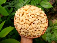 Cashew nuts Vietnam High quality Cheap price Raw Cashew nuts W320