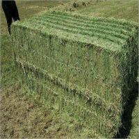 Alfafa Hay/Buy Alfafa Hay/Alfafa Hay, Alfalfa Hay with High Protein for Animal Feeding