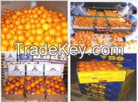 Export of Egyptian agricultural products