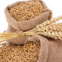 100% Organic Best Quality Wheat Grain