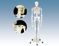Sell Model of human skeleton
