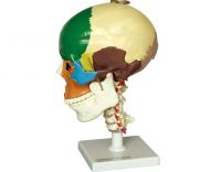 Sell human adult skull