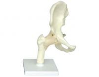 Sell Human Hip Joint