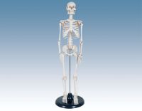 Sell Model of human skeleton Tall:85cm