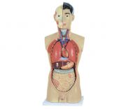 Sell  Human male torso Tall:85cm