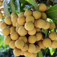 Be a supplier of Fresh Cui Van Longan From Vietnam (HuuNghi Fruit)
