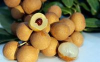Be a supplier of Fresh Hung Yen Longan From Vietnam (HuuNghi Fruit)