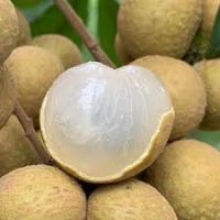 Offer Competitive Price Fresh Son La Longan From Vietnam with High Quality (HuuNghi Fruit)